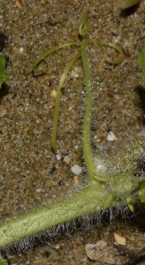 Sulla spiaggia - Citrullus lanatus